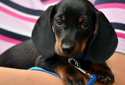 Artigo Animais de Estimação em Condominio