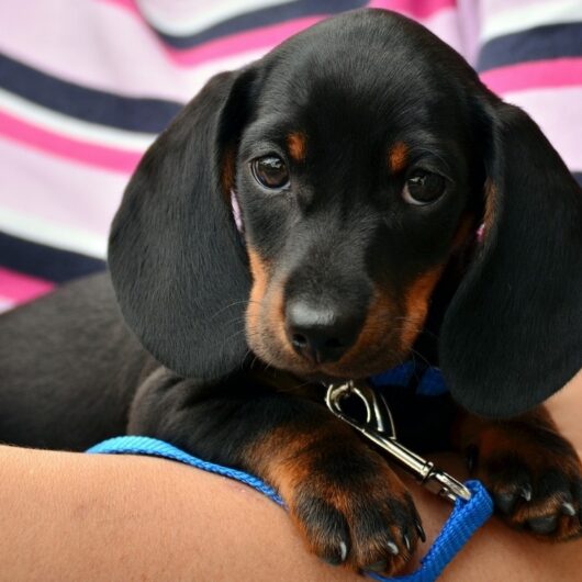 Artigo Animais de Estimação em Condominio